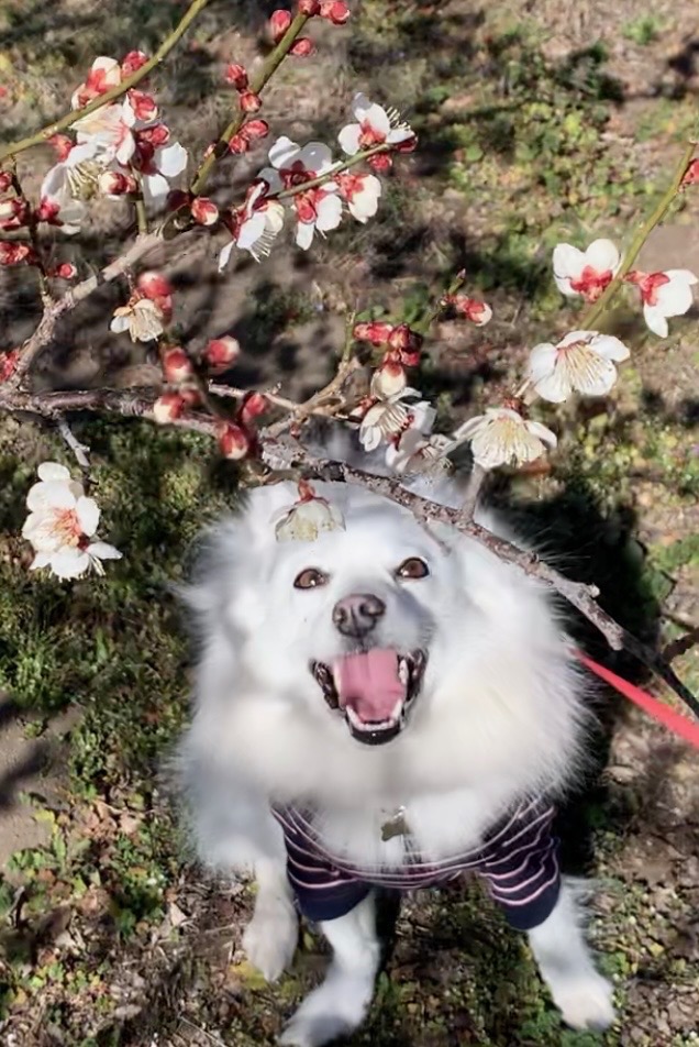 満点笑顔の愛犬と梅の花